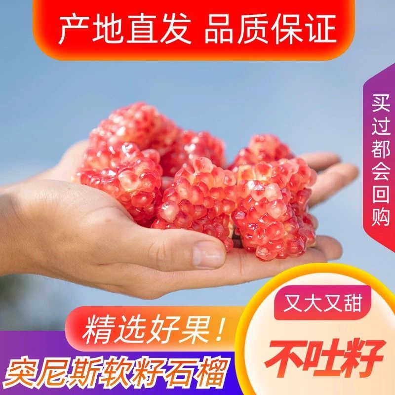 现货四川会理突尼斯软籽石榴新鲜应季水果整箱批发采摘直发甜石榴