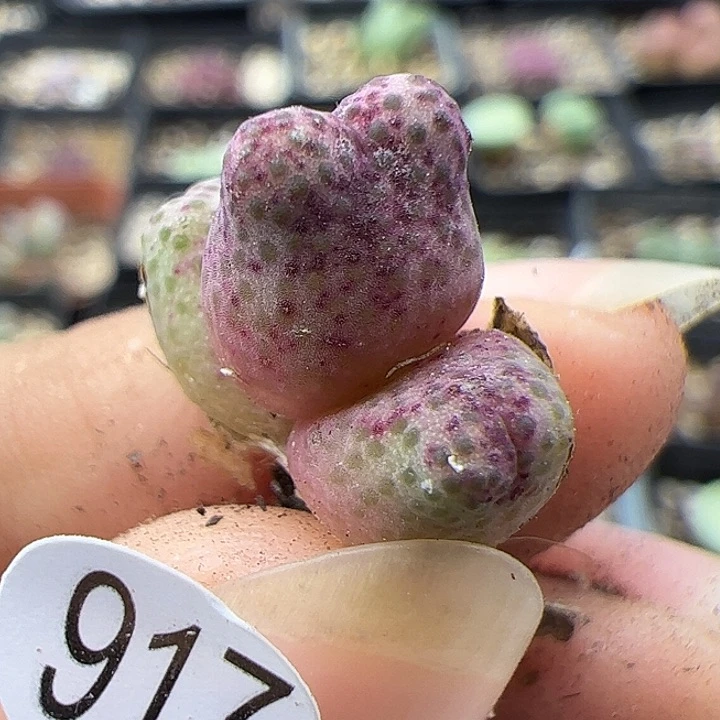 917号11111111111111