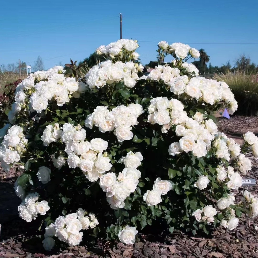 玫瑰大叔 冰冠玫迪兰 小灌木低维护丰花勤花抗病长势好 花园种植