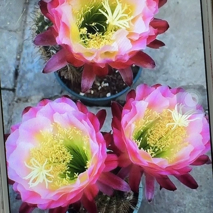 茉莉侧芽5公分毛花柱