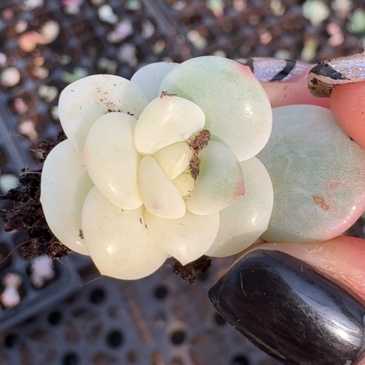 花斑鹿 锦一物一拍511