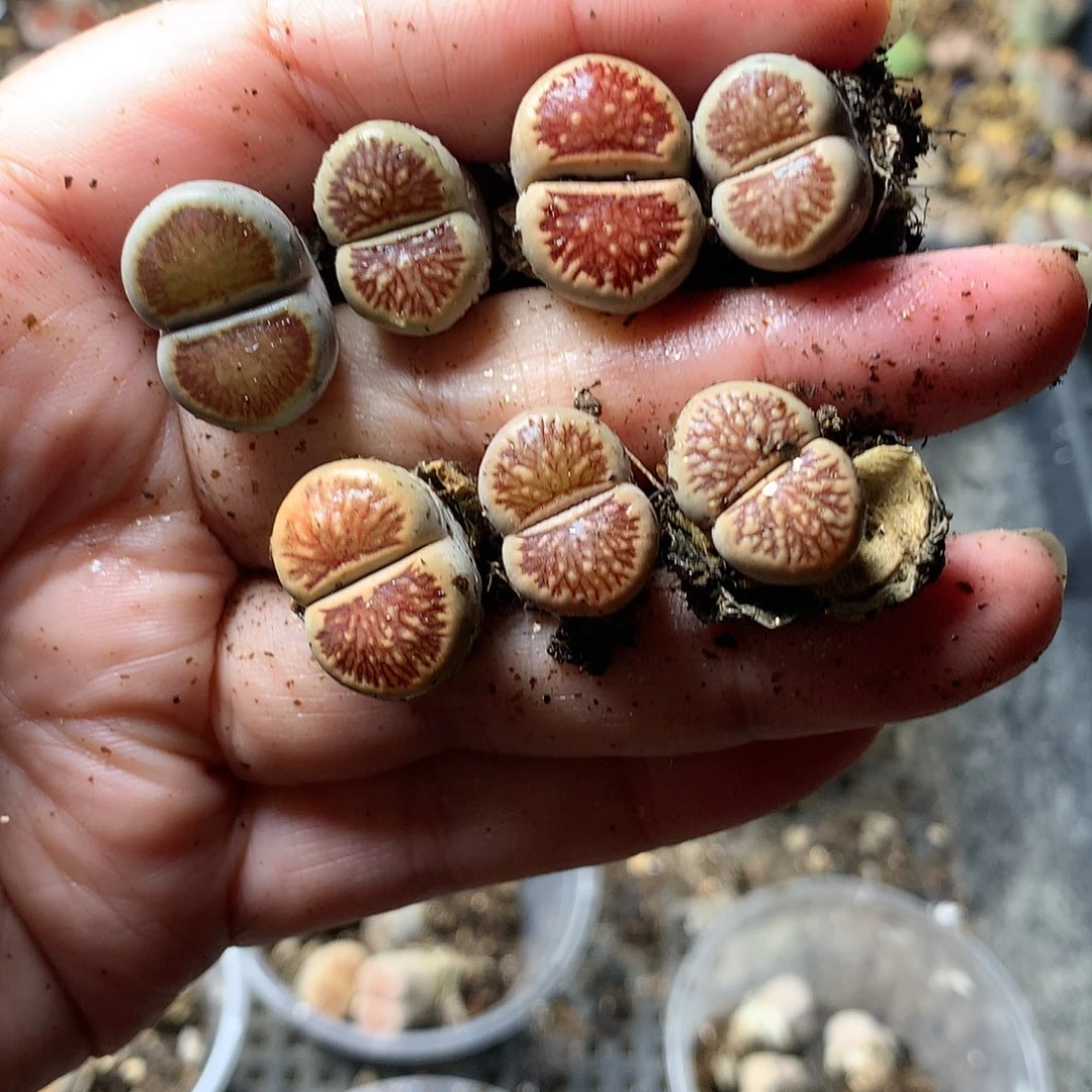 H366多肉植物保护研究所