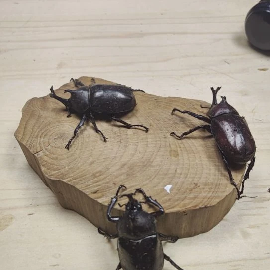 独角仙成虫 单公小个体