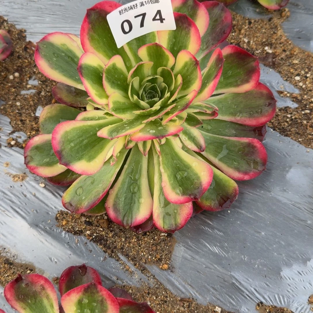 墨***痕074海棠到秋。多肉植物