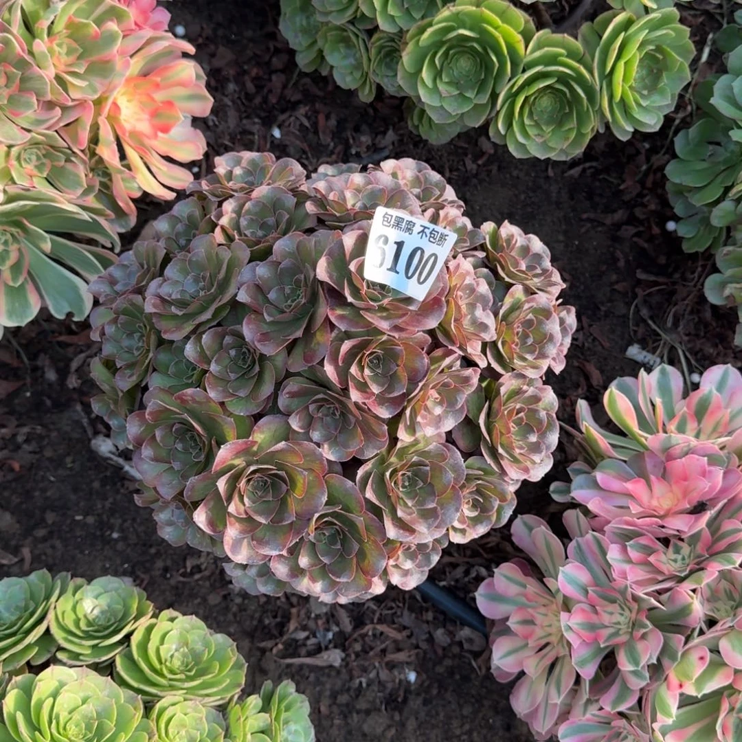 法师魅金18-7 6100