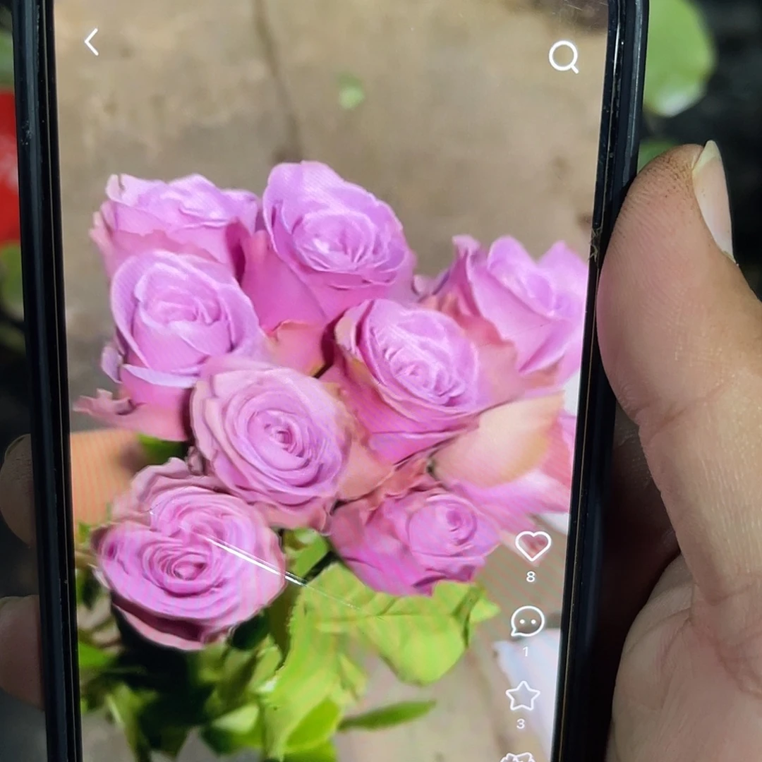 无花朵——-紫菂 福利款