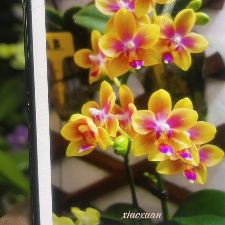 当前无花栽培后可以开花金树二代2.8