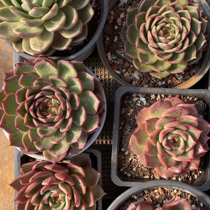 D092- 直播福利 六颗