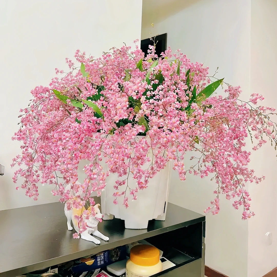 10花起大杯光宗粉（文心兰梦香兰）浓香好养