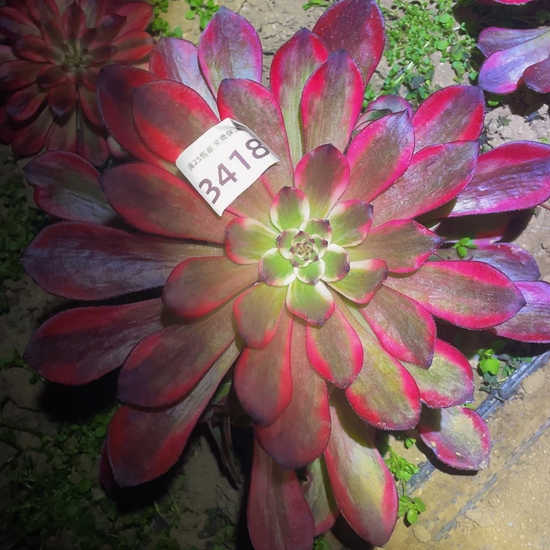 3418烟花多肉植物