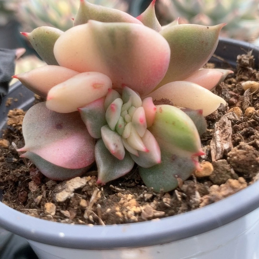 033贝加尔湖缀化锦锦锦锦