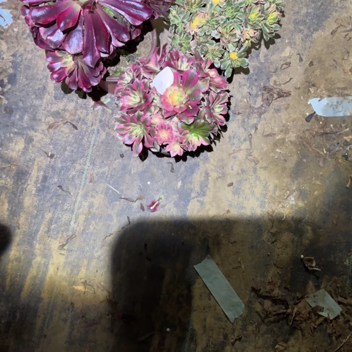 一单包邮不包侧枝74