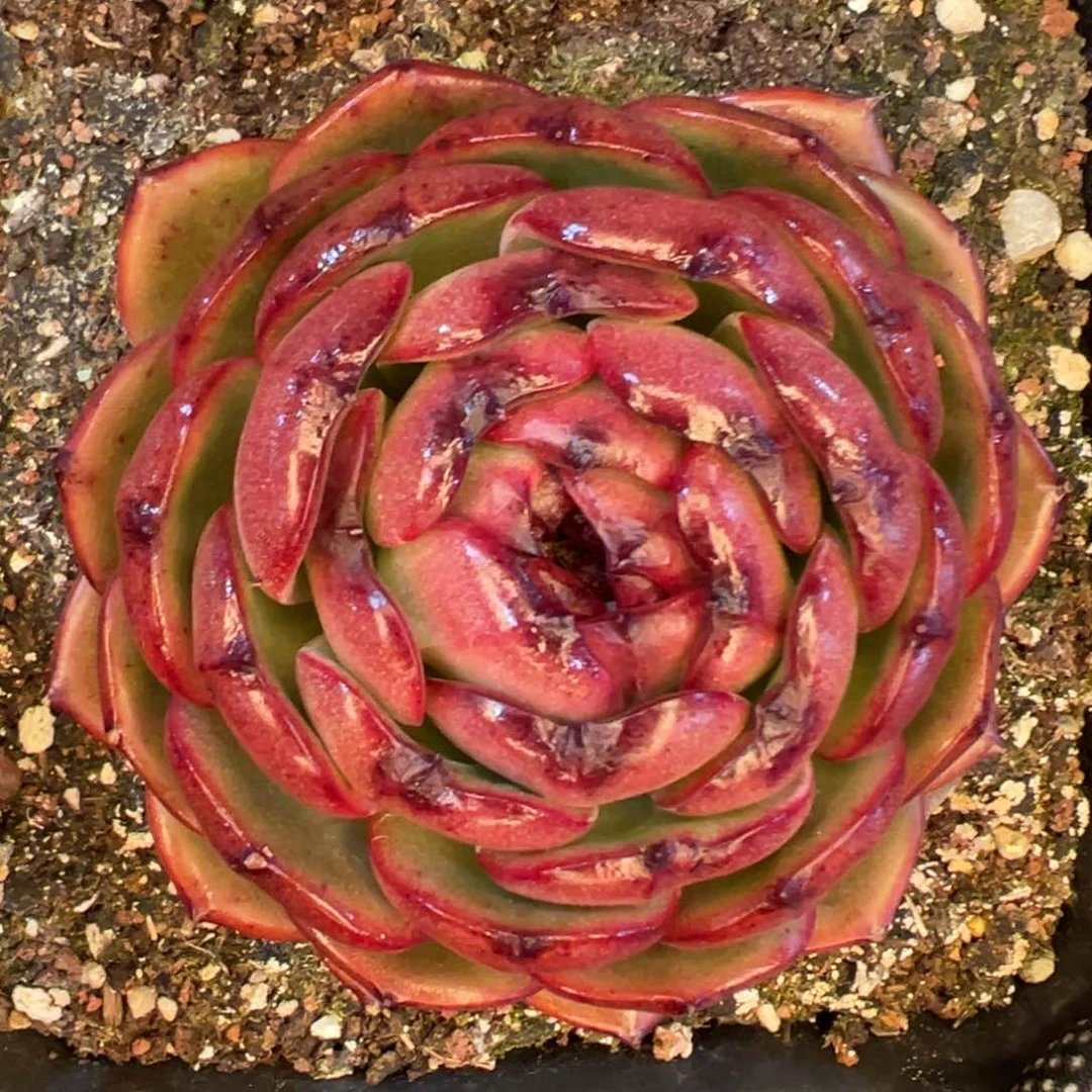 多肉一物一拍编号0207-血月宝石