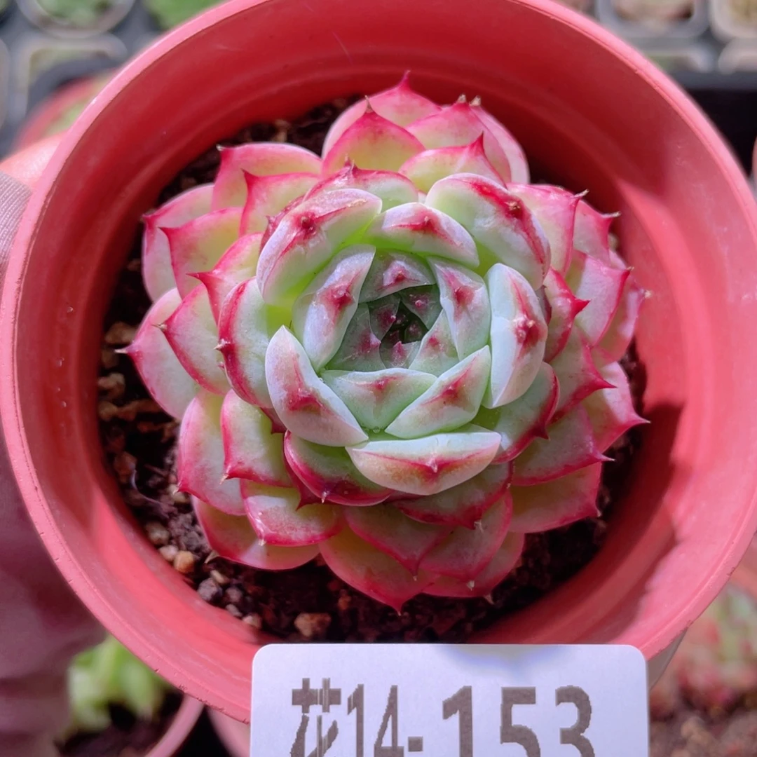 花利美14-153薄荷冰沙