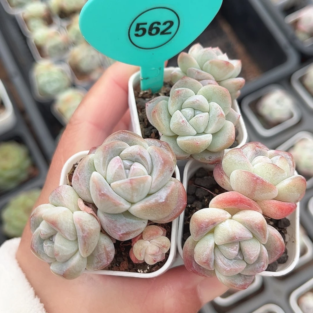 562号小老桩冰玉双头3颗组合