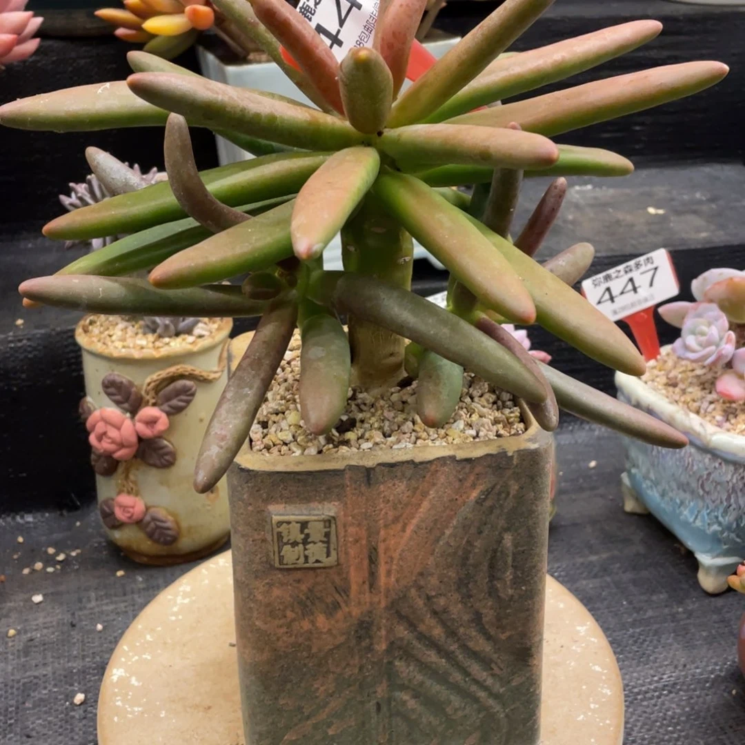 A***y弥鹿之森一物一拍