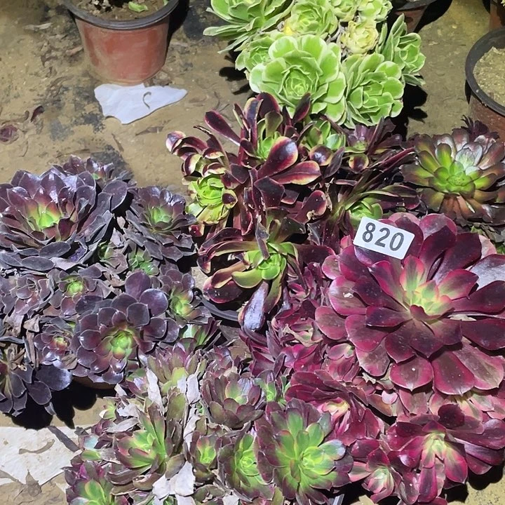 微*?多肉植物断枝不包820法师6颗