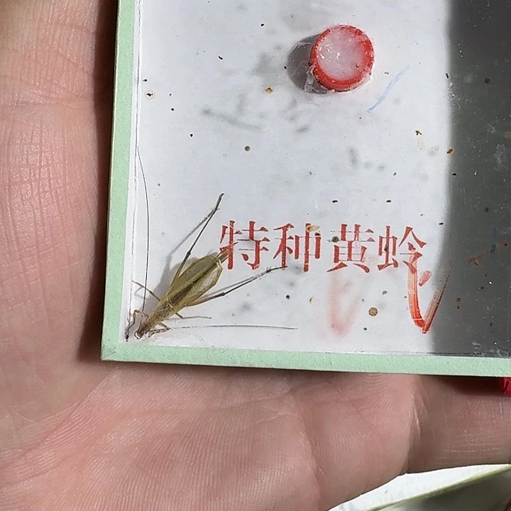 明***客蟋蟀1111111个蝈蝈蝈蝈蝈蝈