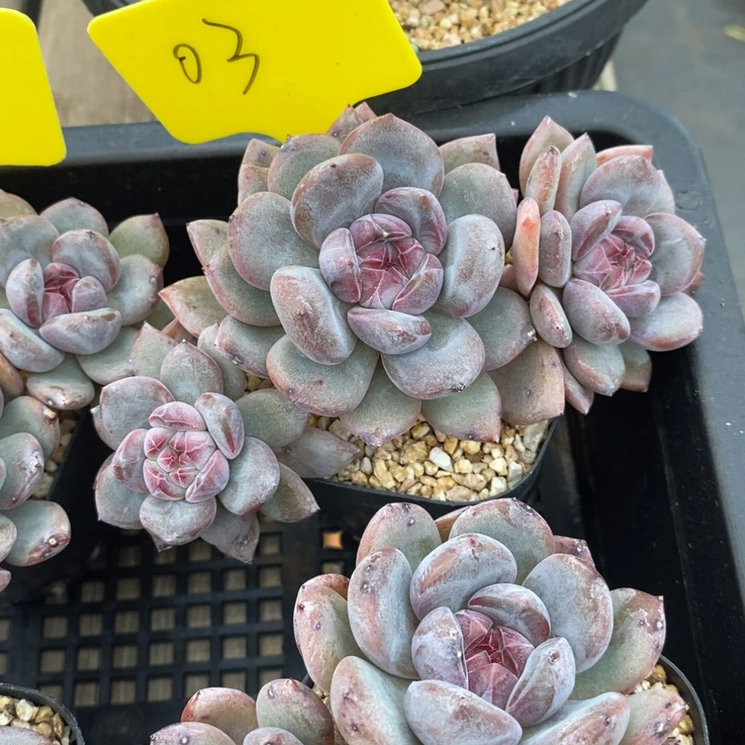 无论在哪个城市的人心里谁