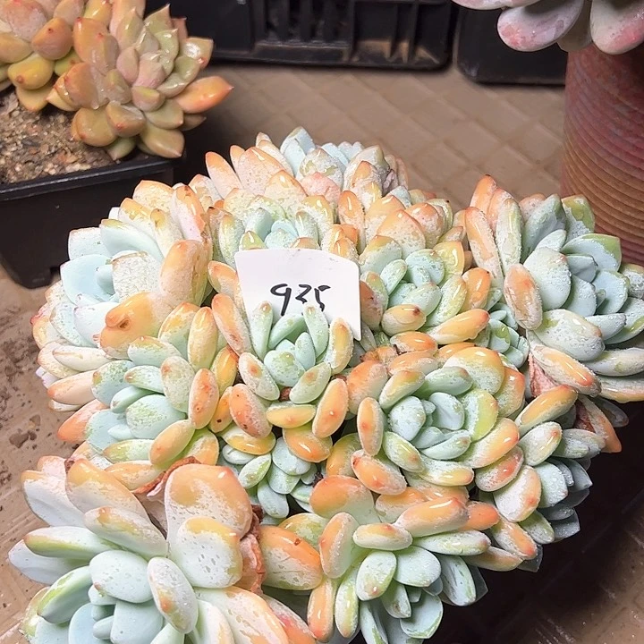 肉**y935//////////////