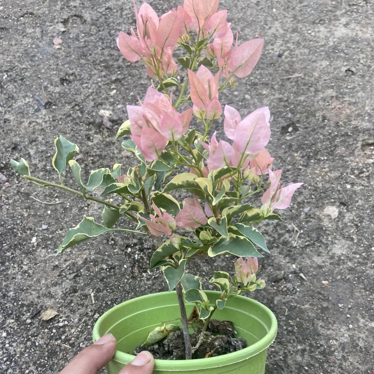 马斯 大绿盆【轻微断枝掉花掉叶不售后】介意勿拍