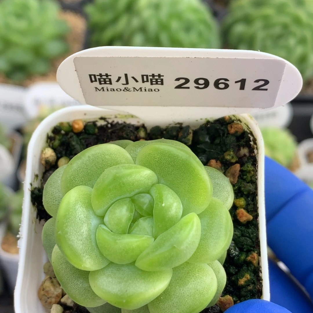 多肉植物杂交珍妮