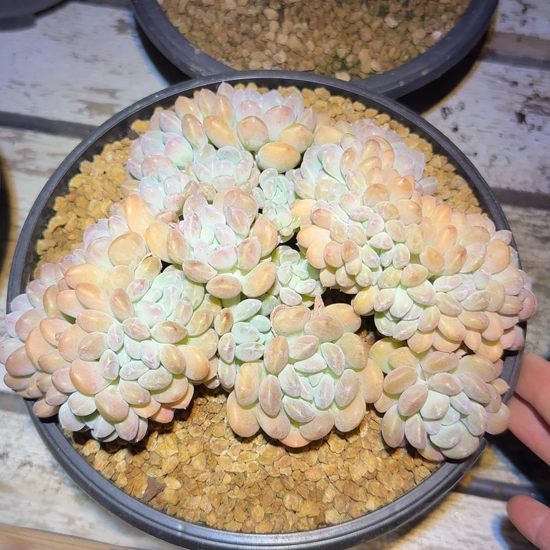 冰桃缀化老板子22公分