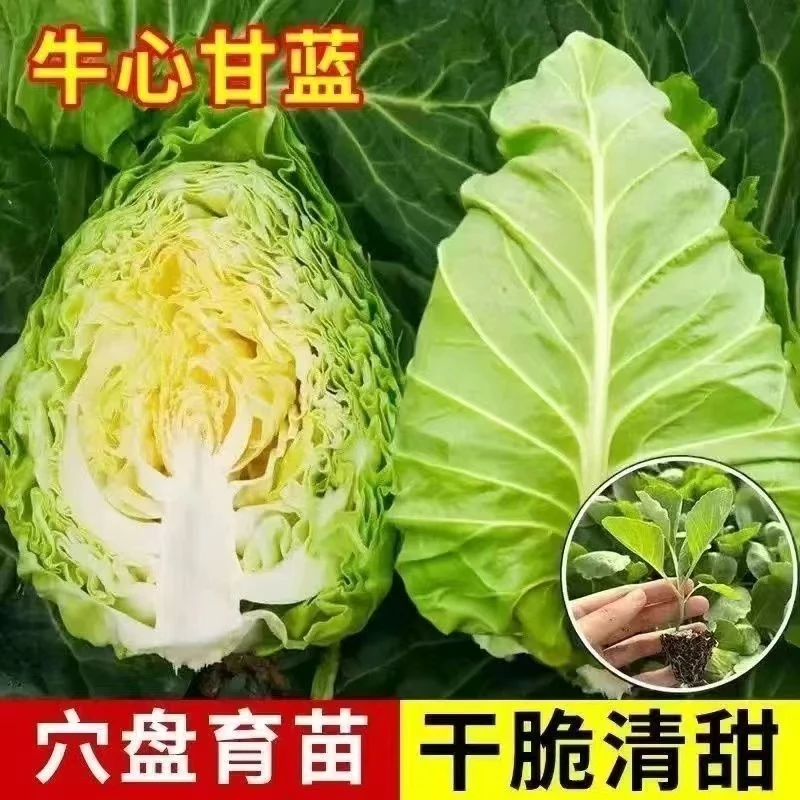 牛心甘蓝苗带土四季高产耐寒秋季蔬菜苗