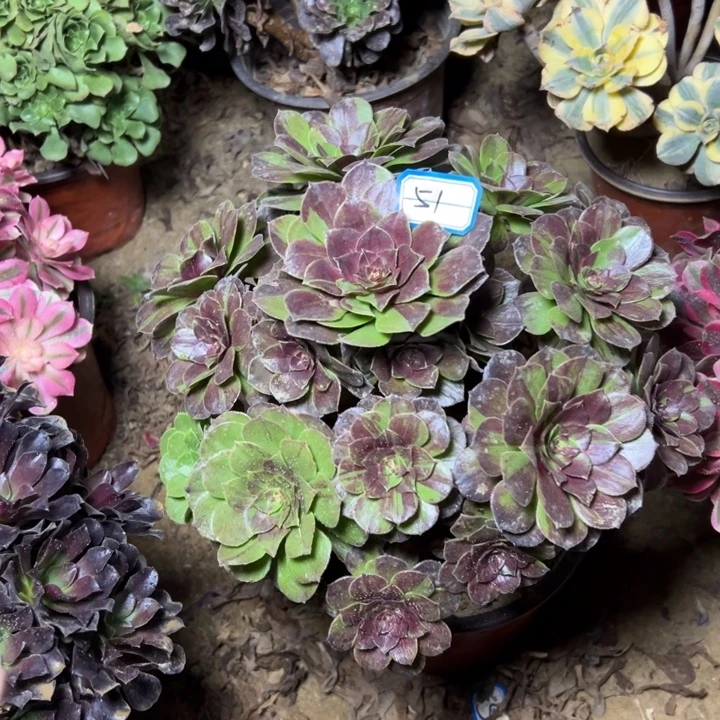 多肉植物花月夜51