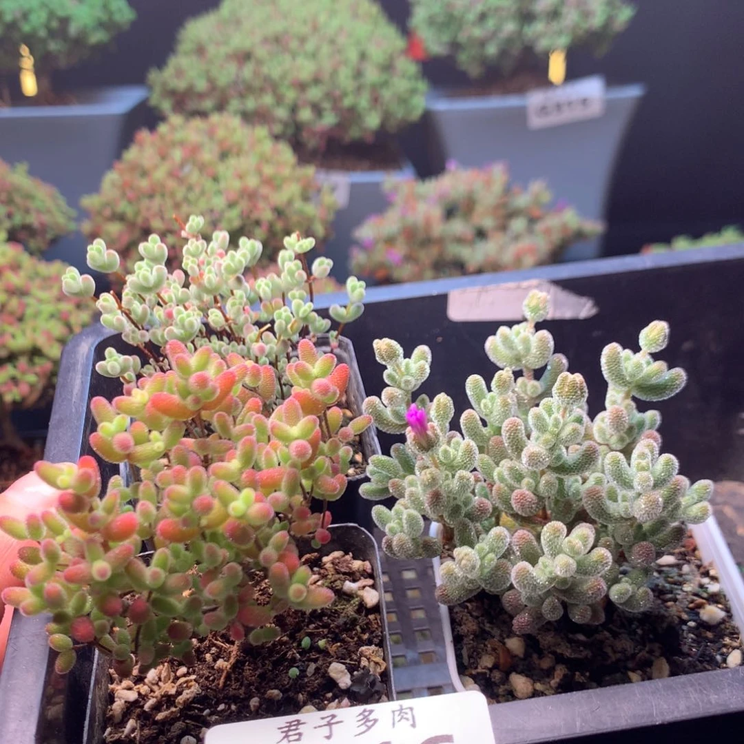 无**人416蜜橘冰晶莱斯。