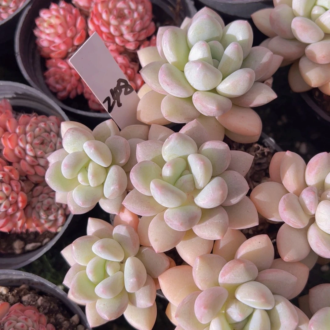 香玉的故事是一个人