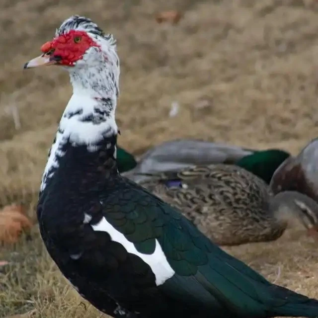 宠物鸭活体宠物幼仔飞鸭非洲雁顺丰包邮7只公鸭