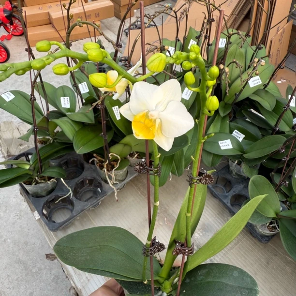 9号兰业【和鸣小水仙】蜡质3.0加高花苞开花混发