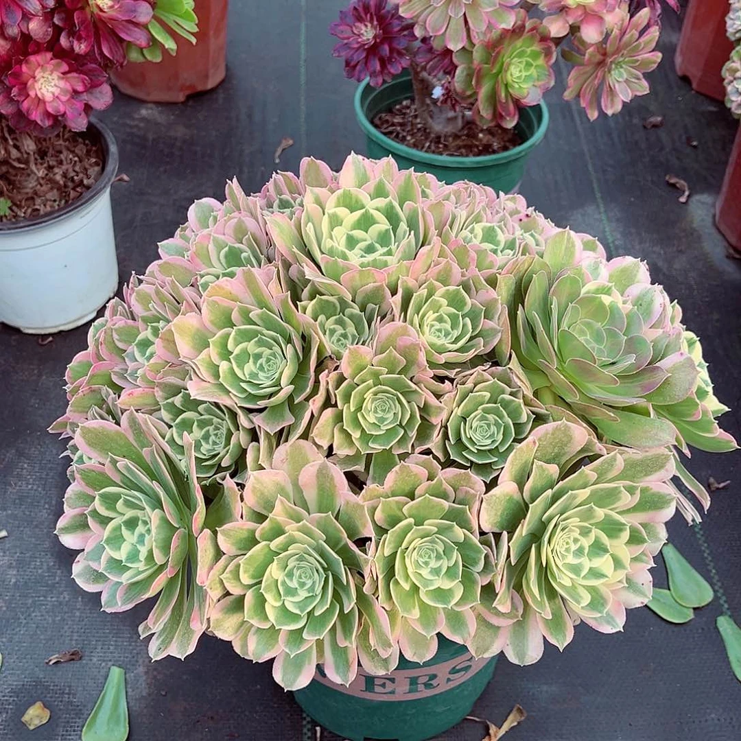 法师多肉漂亮漂亮