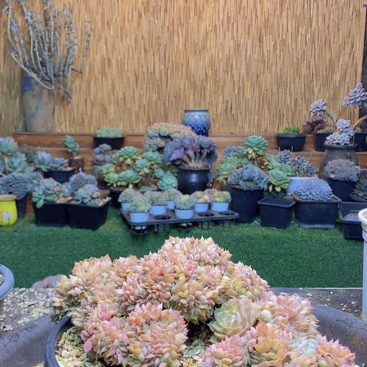 小****175号昂斯诺多肉植物