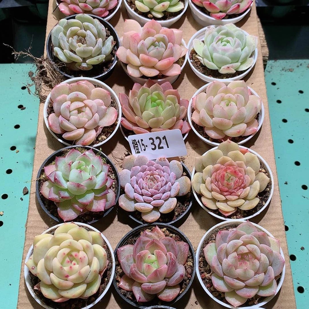 15-321一物一拍带盆18颗