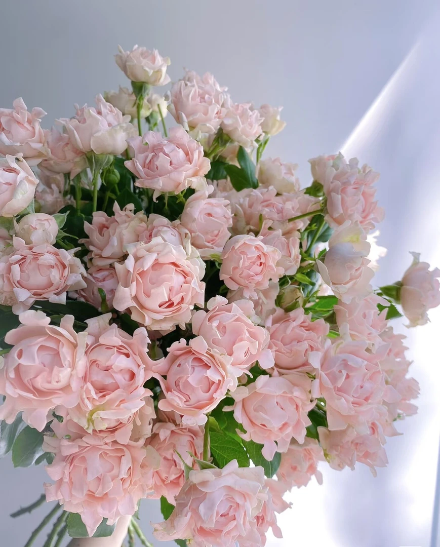 苏芬海葵新品多头玫瑰鲜切花水培室内观赏云南昆明直发插花