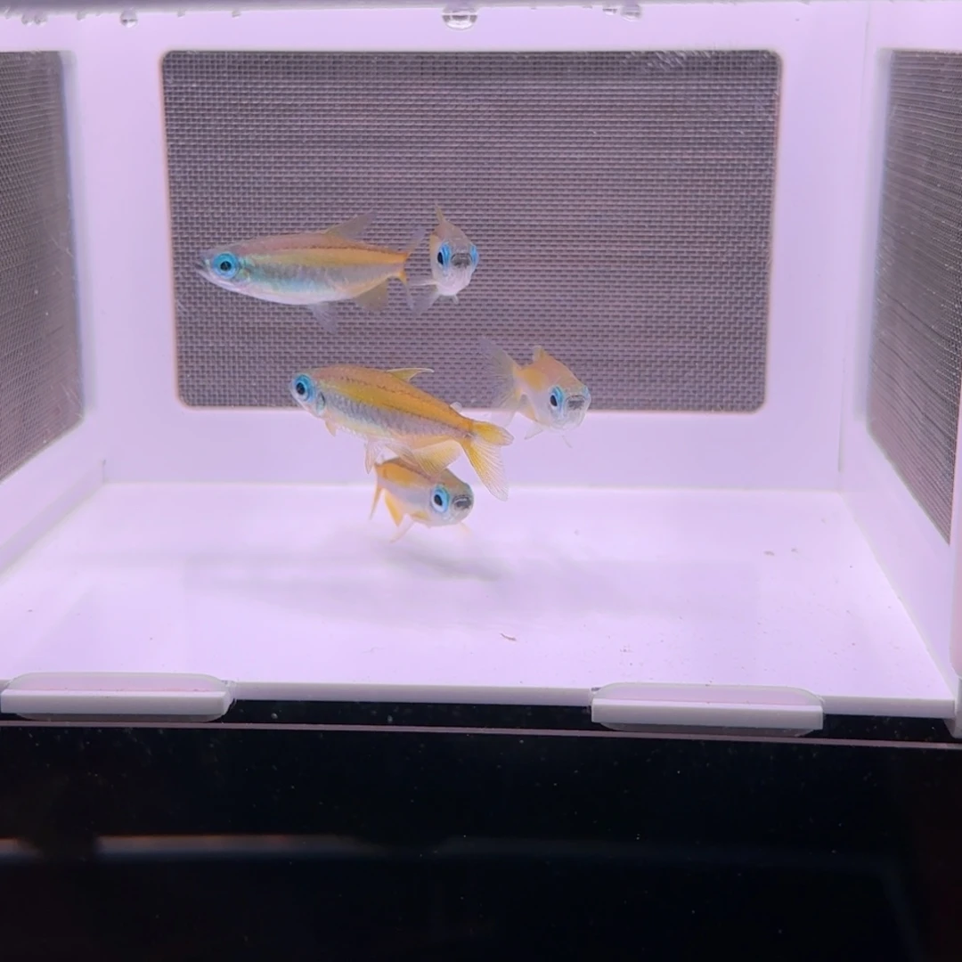 灯科鱼5条二线4.5厘米保两公