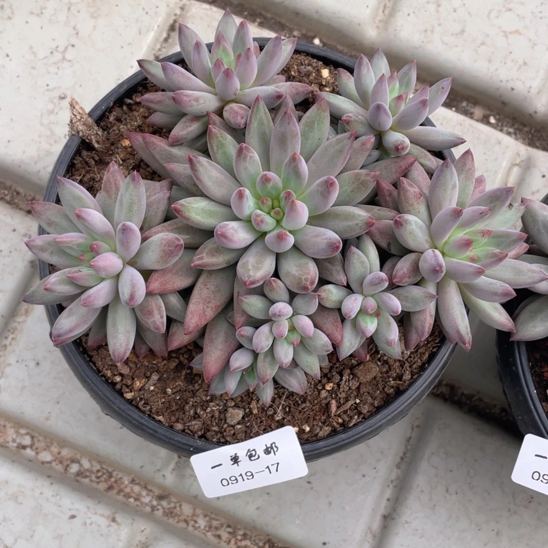 0919-17-虞。，，，，，