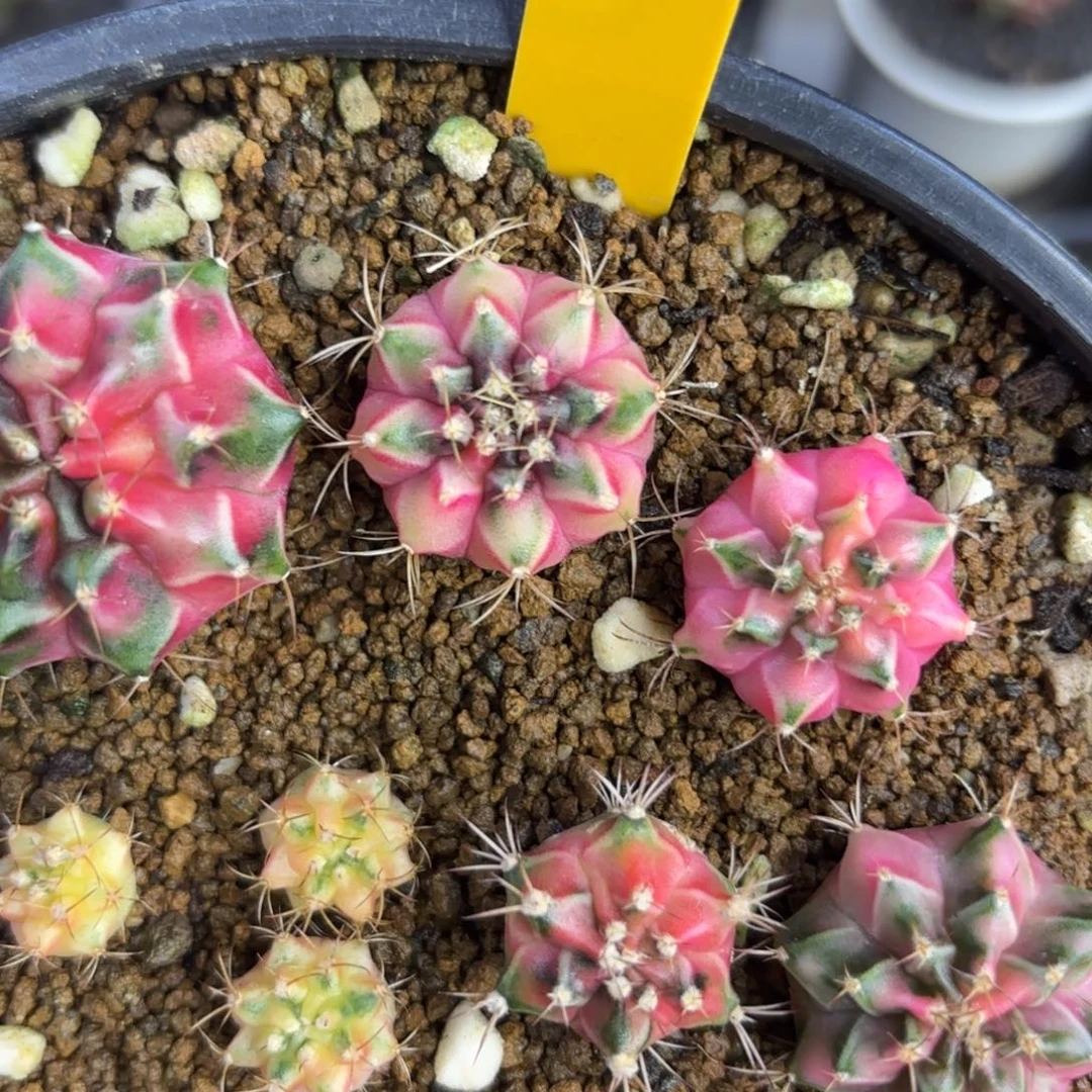 254-1225泰国发货多肉