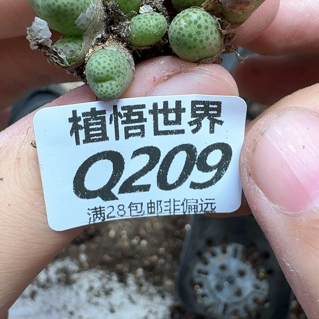 多肉植物的润泽地方