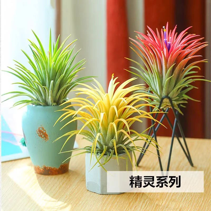 空气凤梨无土植物懒人室内精灵净化甲醛桌面摆件盆栽盆景花草绿植