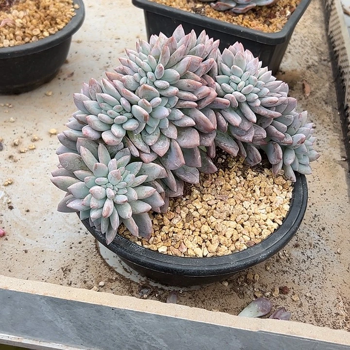 超大奥普琳娜缀化多肉