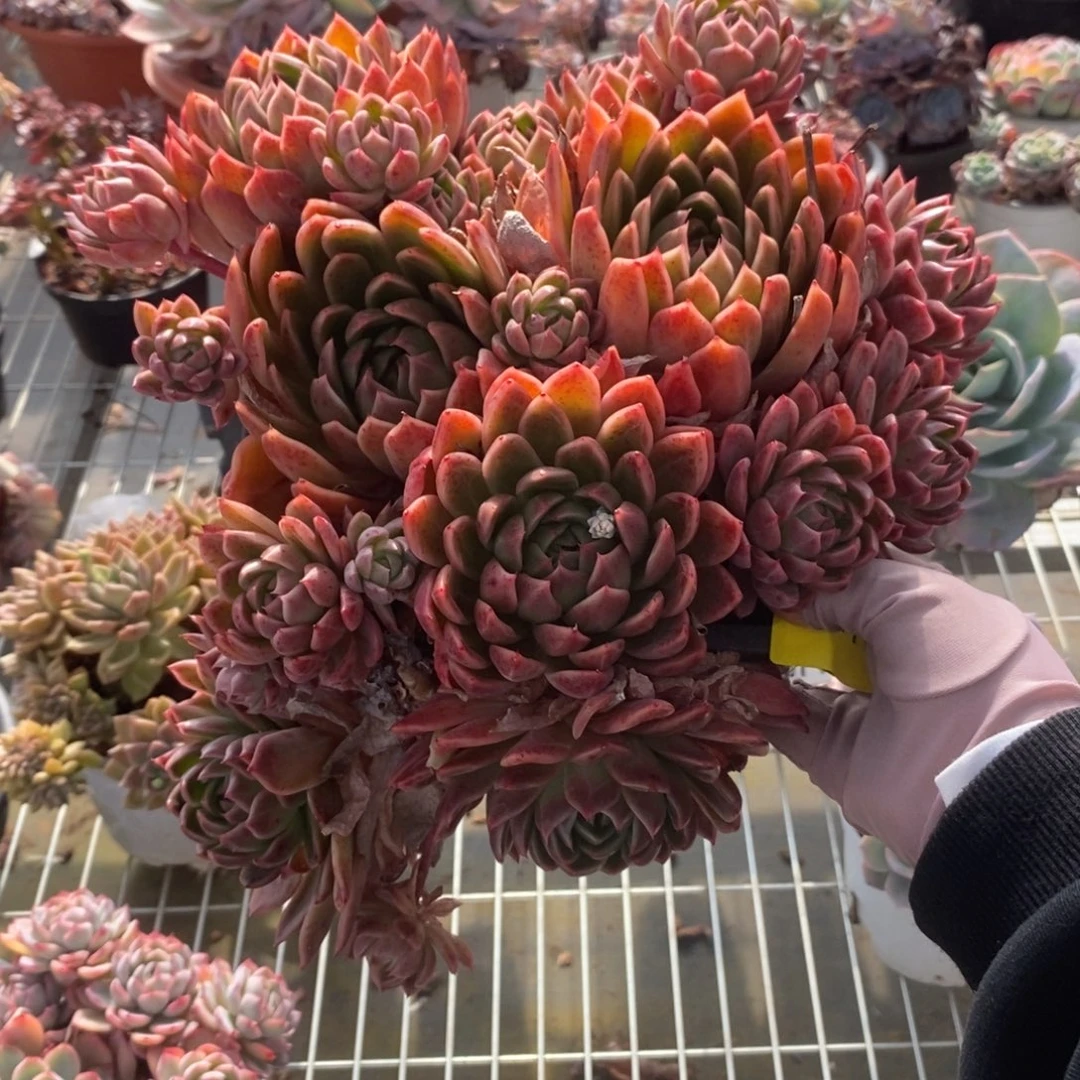 677蓝龙老桩一物一拍