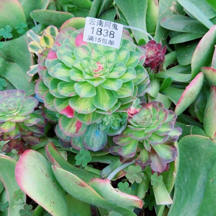 1838号知否啊啊啊