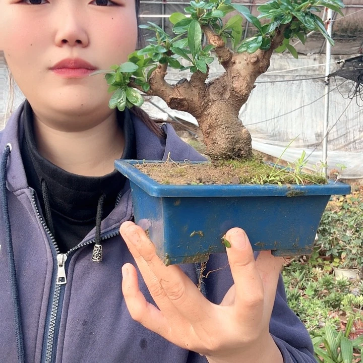 用***6无花朵米东米东米东米东