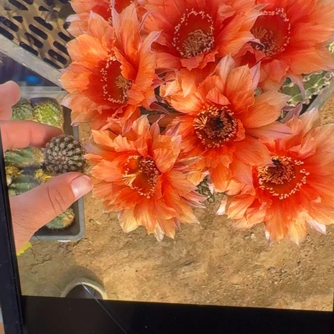 61金刚27歪4公分左右无根侧牙，20包邮