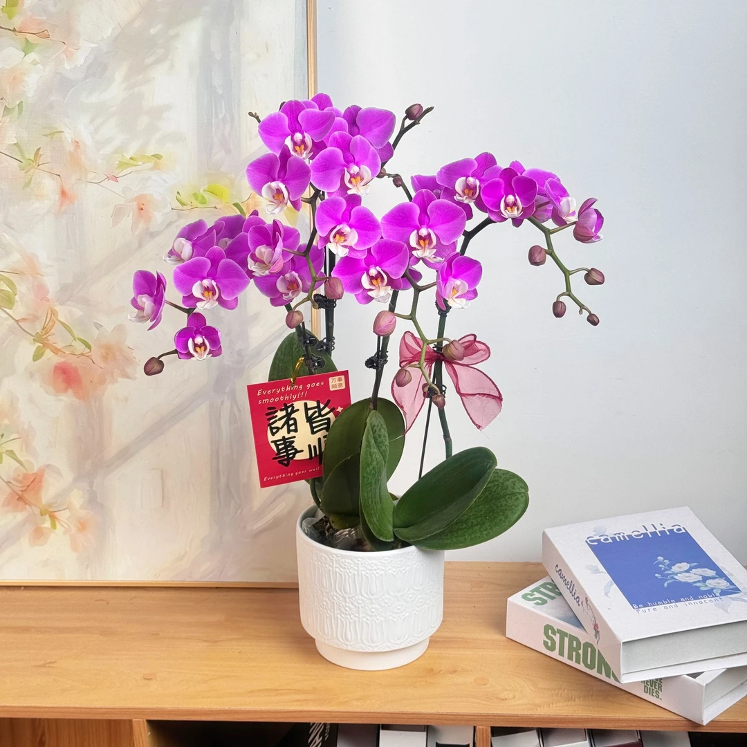 妗画【赛冰冰】蝴蝶兰鲜花精致组盆 开花株 室内绿植