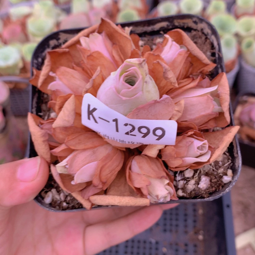 1299手捧群福利h b b