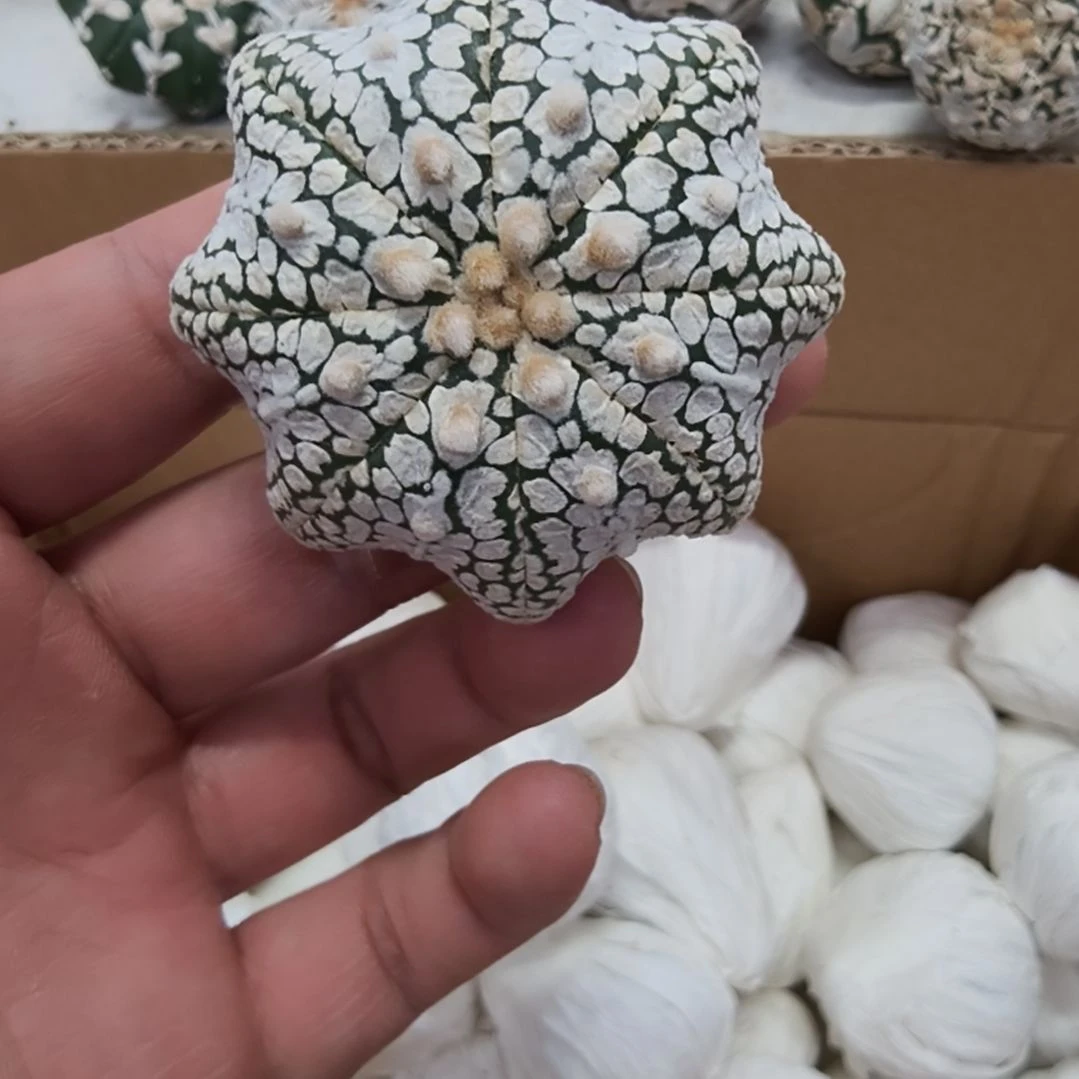 海星体连线V兜哈哈哈